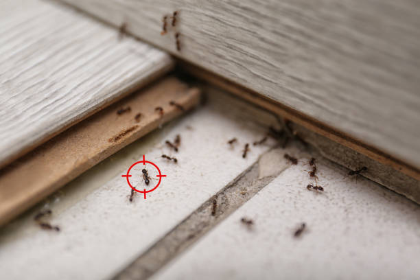 Best Pest Control for Restaurants  in Chesterfield, MO